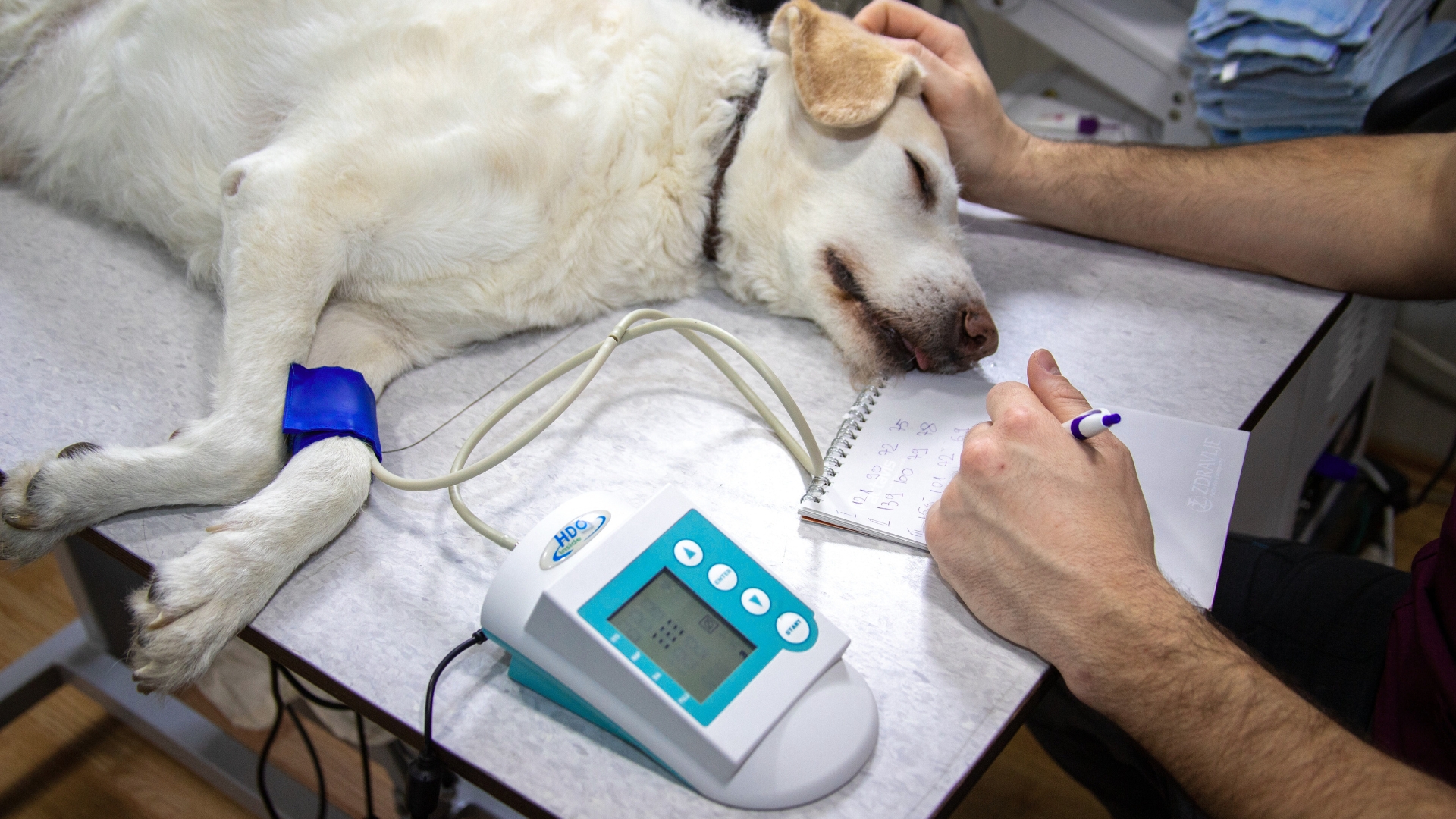 veterinarski pregledi (1)
