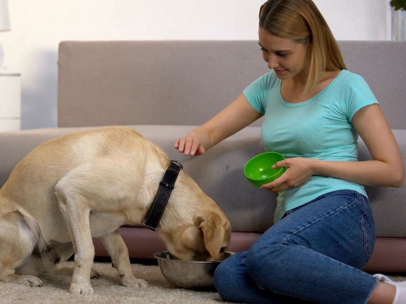 Hranu uvodite postepeno, pratite reakcije psa i konsultujte veterinara ako se simptomi pogoršaju.
